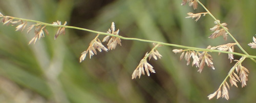 Image of Eragrostis gummiflua by (c) Nicola van Berkel, some rights reserved (CC BY-SA)