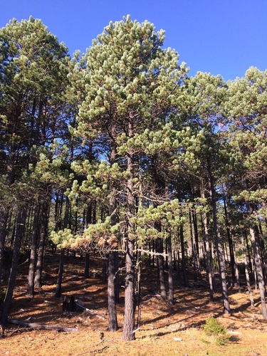 Cooper's pine