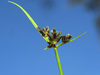 Brown Flatsedge - Photo (c) Felix Riegel, some rights reserved (CC BY-NC), uploaded by Felix Riegel