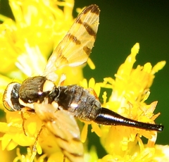 Urophora affinis