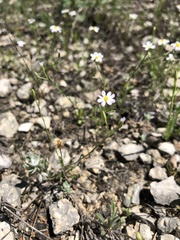Chaetopappa bellidifolia