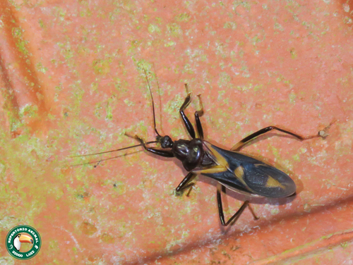 Rasahus brasiliensis