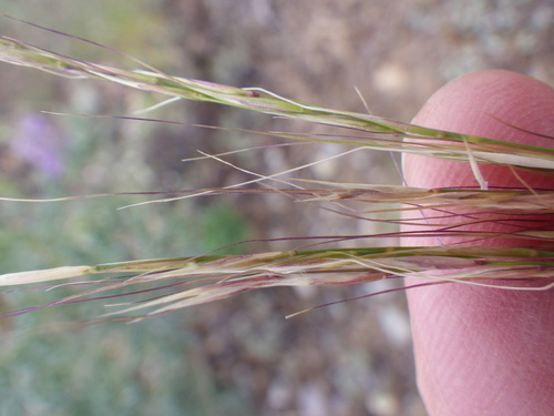 Letterman's needlegrass (Achnatherum lettermanii)