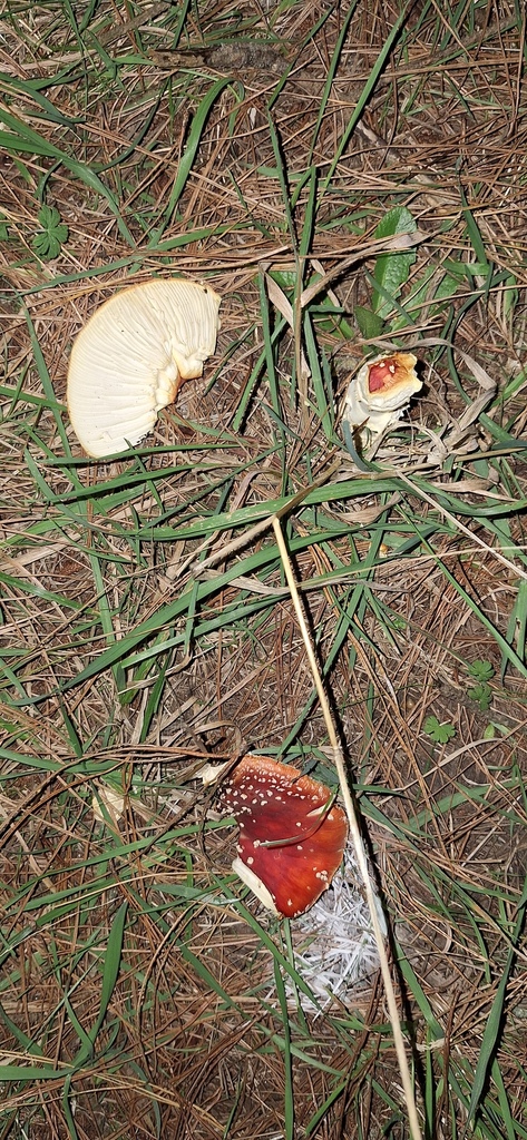Amanita muscaria · May 2026 · photo: © spacegecko (iNaturalist, cc-by-nc)