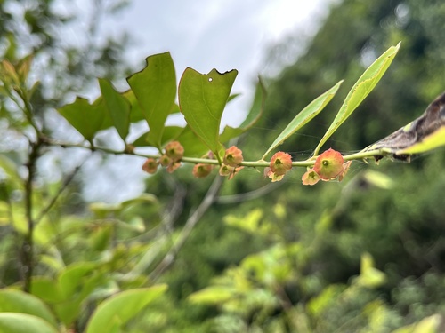 Breynia fruticosa, 2026-05-02