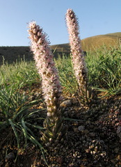 Orostachys thyrsiflora