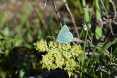 Callophrys viridis