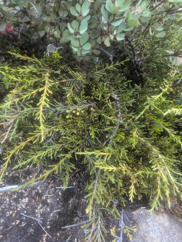 Microcachrys tetragona observed 2026-05-02