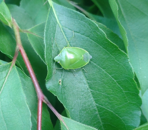 Glaucias subpunctatus