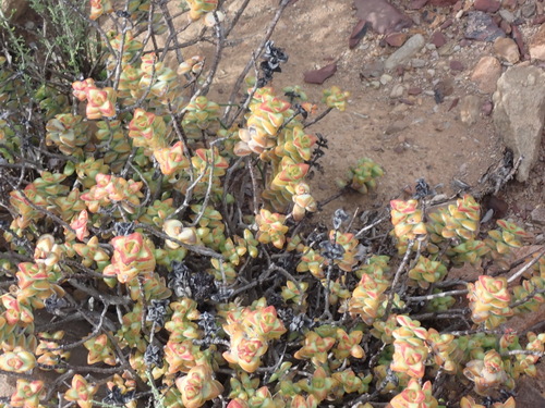 Crassula rupestris