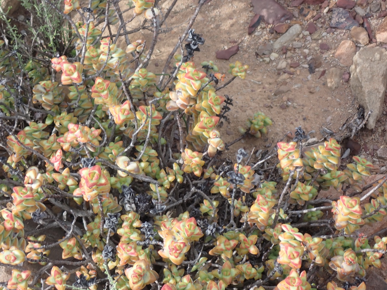 Crassula rupestris