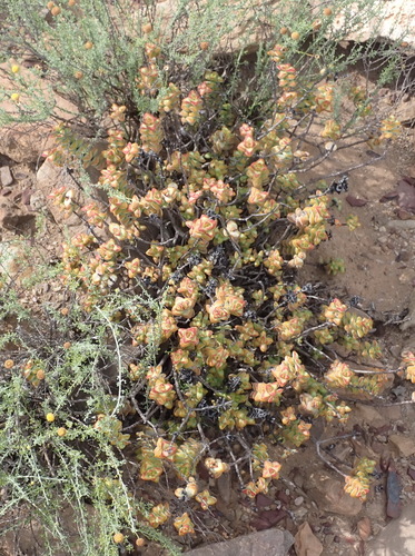 Crassula rupestris