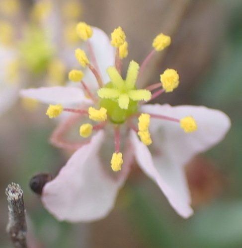 Kewa salsoloides (Kewa salsoloides)