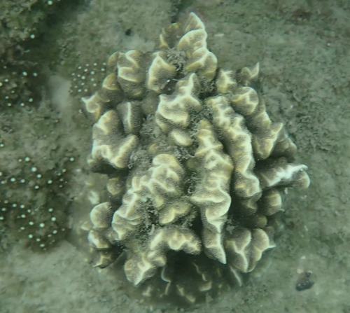 Pavona frondifera observed 2026-05-01