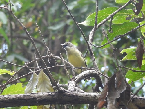 Fairy Gerygone (Gerygone palpebrosa), photo 4
