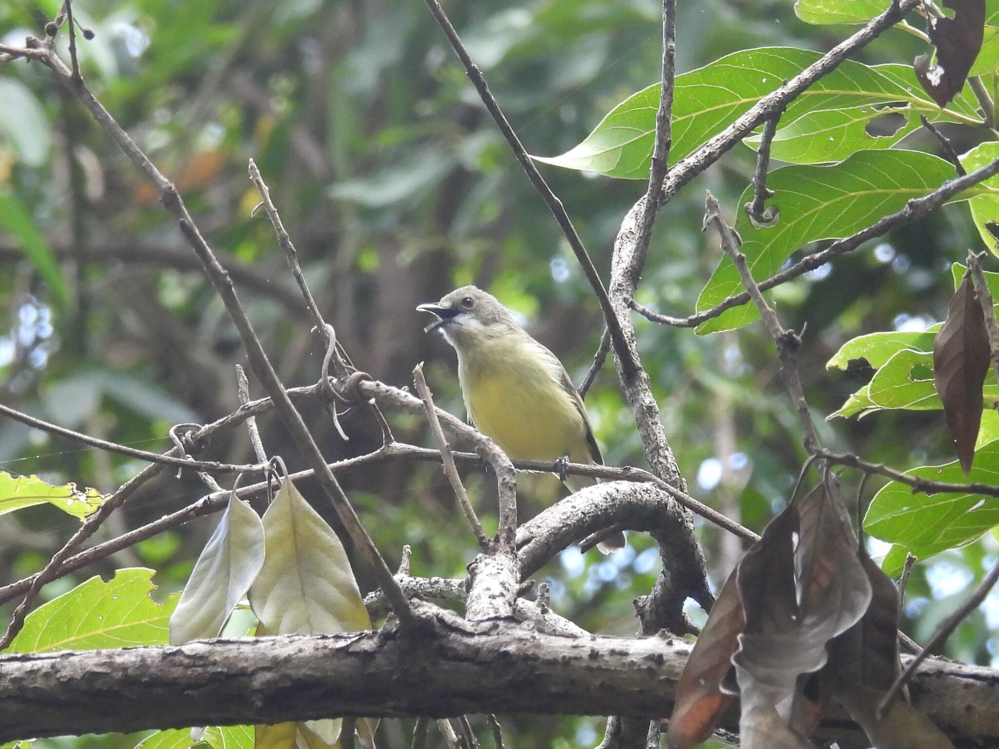 Fairy Gerygone (Gerygone palpebrosa), photo 4