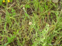 Centaurea alba alba