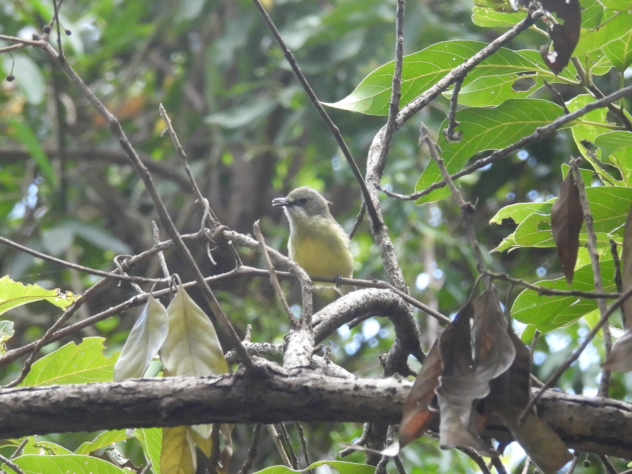 Fairy Gerygone (Gerygone palpebrosa), photo 5