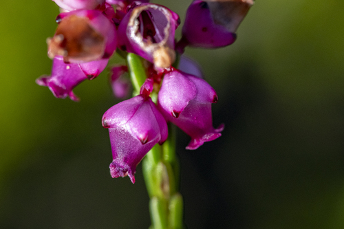 Erica rhopalantha, photograph 4