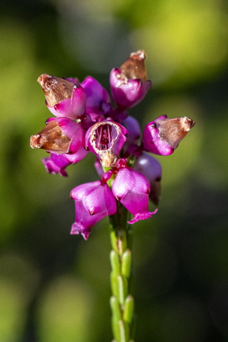 Erica rhopalantha, photograph 3