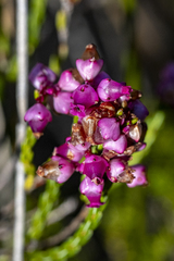 Erica rhopalantha