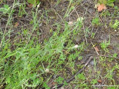 Centaurea alba alba