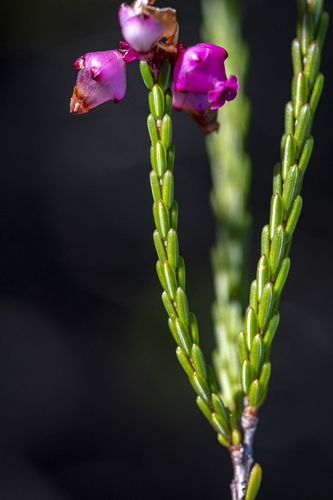 Erica rhopalantha, photograph 2