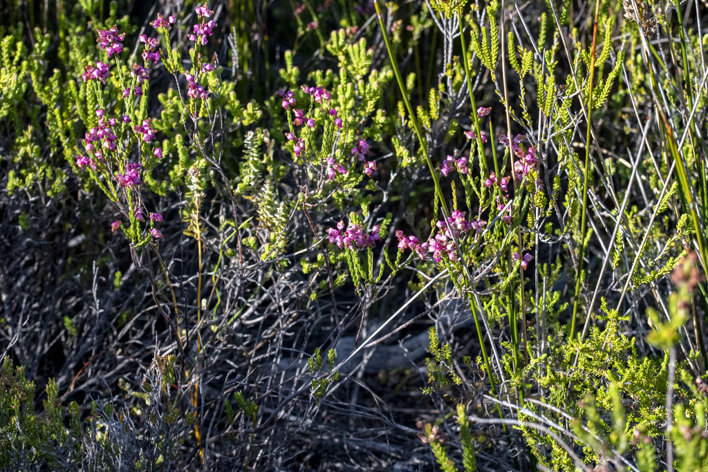 Erica rhopalantha; photograph (c) magriet b, some rights reserved (CC BY-SA)