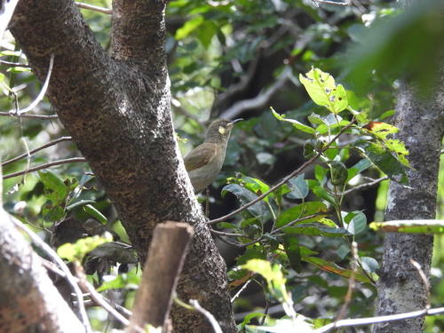 Yellow-spotted Honeyeater (Meliphaga notata), photo 2