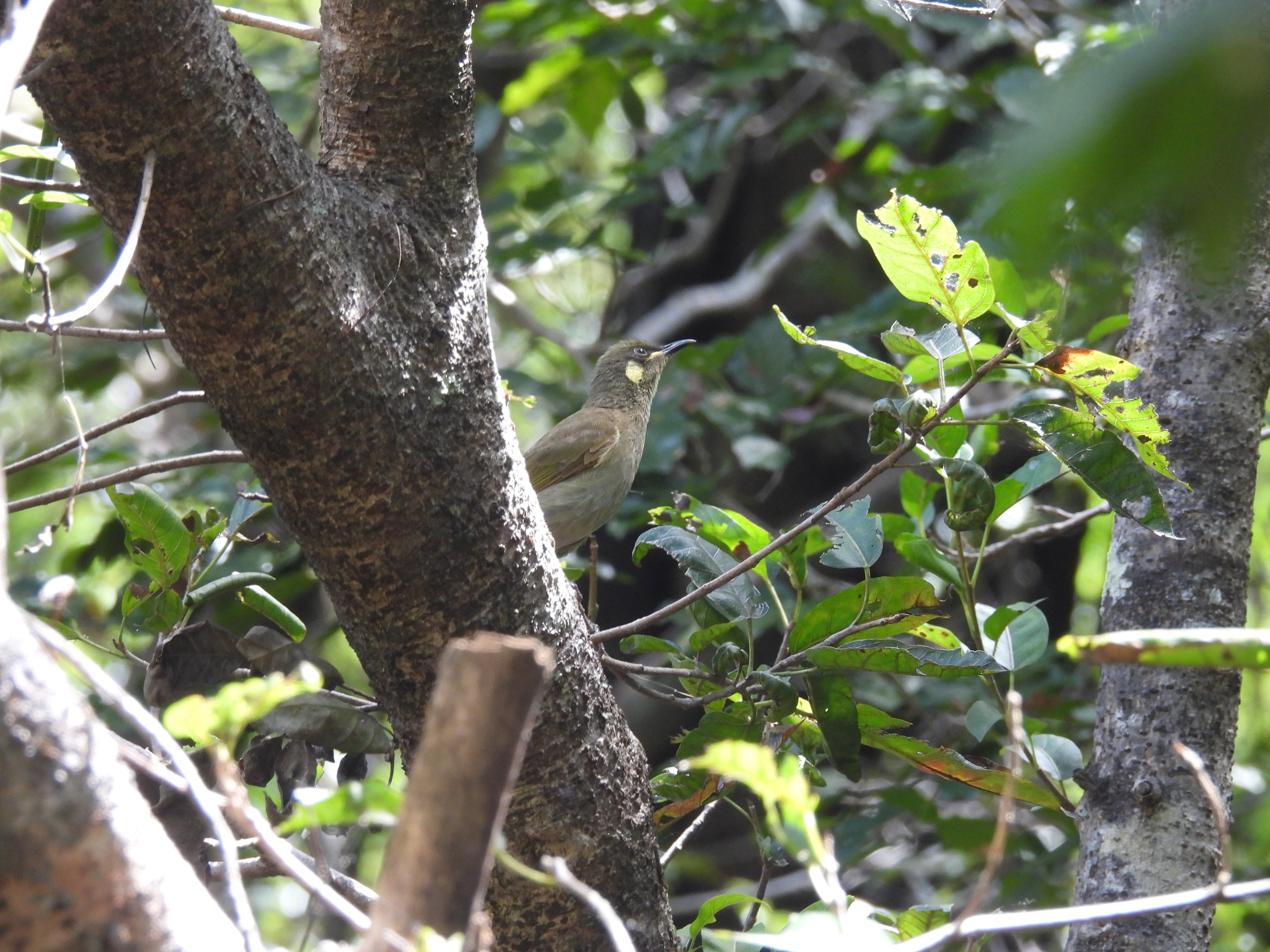 Yellow-spotted Honeyeater (Meliphaga notata), photo 2