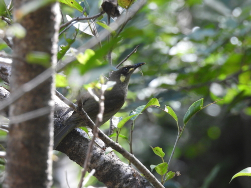 Yellow-spotted Honeyeater (Meliphaga notata)