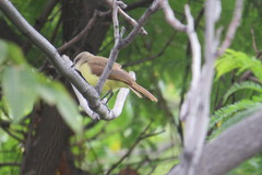 Machetornis rixosa