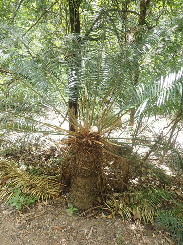 Cycas media, photograph 1