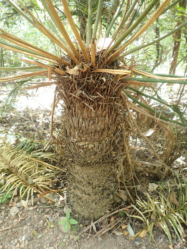 Cycas media, photograph 2
