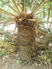 Cycas media, photograph author not stated, no rights reserved