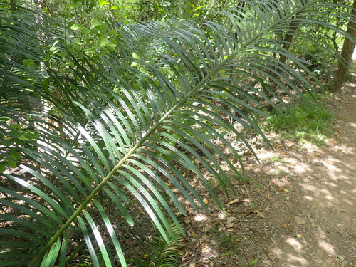 Cycas media, photograph 3