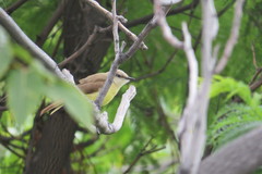 Machetornis rixosa