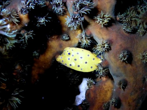 Yellow Boxfish (Ostracion cubicum)