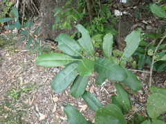 Chionanthus ramiflorus, photograph author not stated, no rights reserved