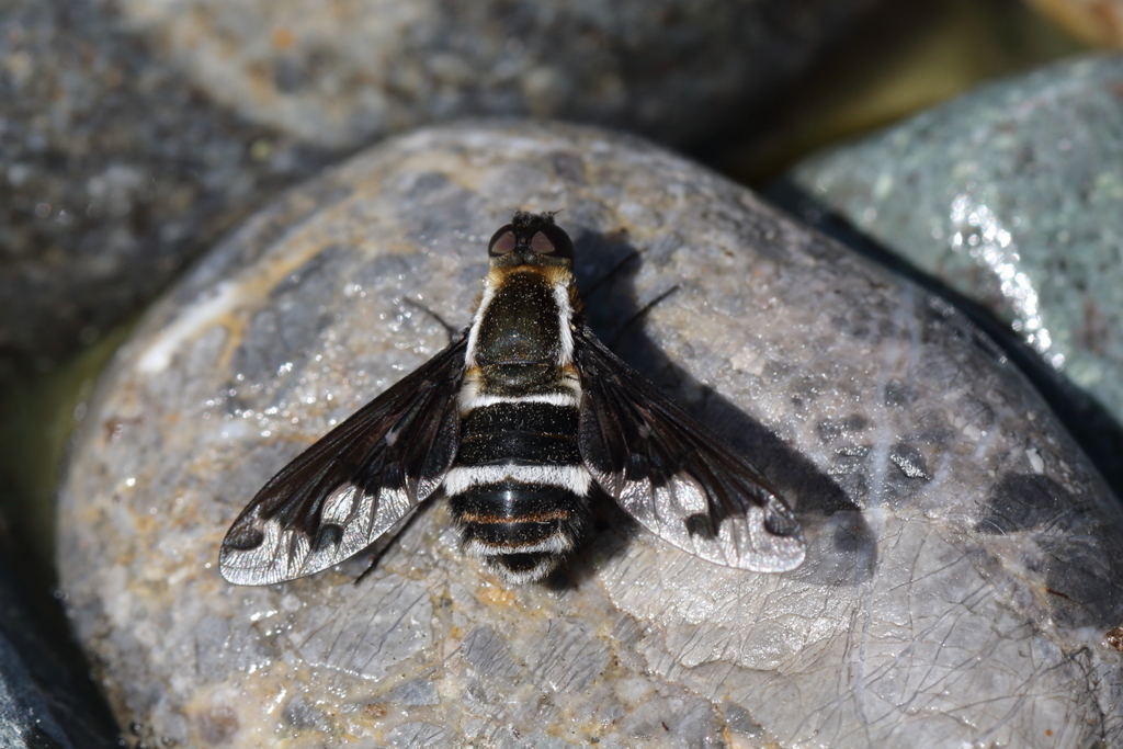 Hemipenthes villeneuvei