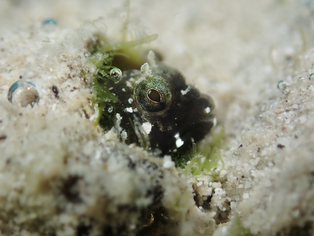 Spikefin blenny (Coralliozetus rosenblatti) — Chaenopsidae