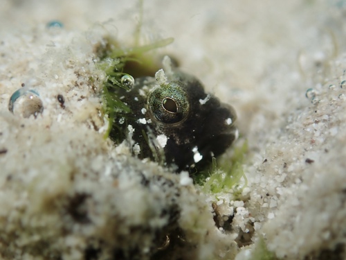 Spikefin blenny (Coralliozetus rosenblatti) — Chaenopsidae