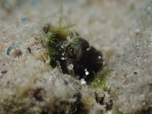 Spikefin blenny (Coralliozetus rosenblatti) — Chaenopsidae — 3