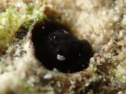 Scarletfin blenny (Coralliozetus micropes) — Chaenopsidae