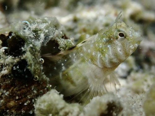 Scarletfin blenny (Coralliozetus micropes) — Chaenopsidae