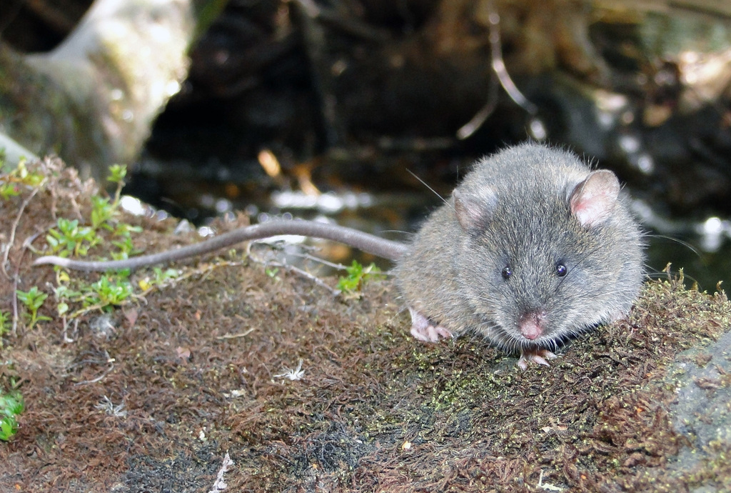 Salazar's Oldfield Mouse