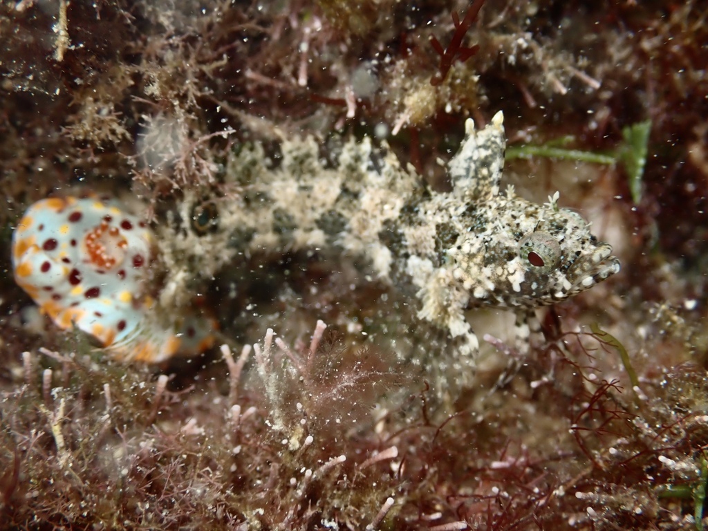 Flapscale blenny (Paraclinus sini) — Labrisomidae