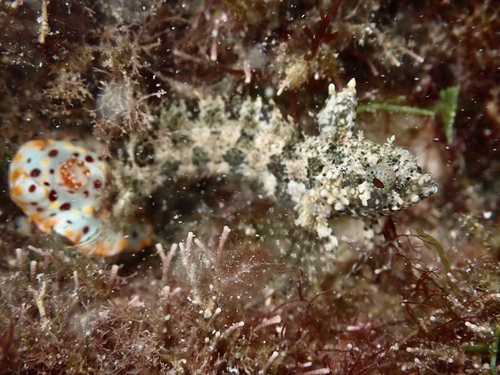 Flapscale blenny (Paraclinus sini) — Labrisomidae