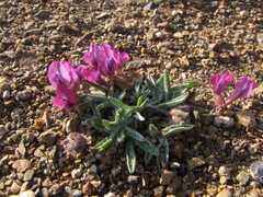 Oxytropis pumila