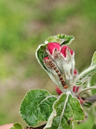 Mottled Umber